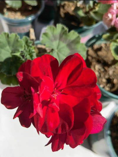 家庭养花用生根粉