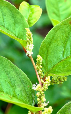 日本虎杖的花什么颜色