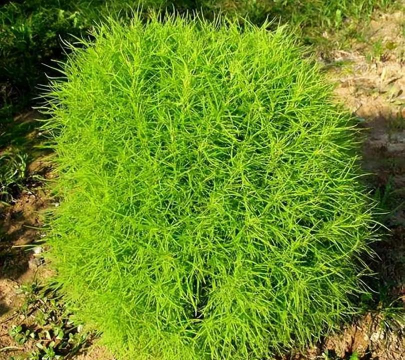 地肤是什么样子