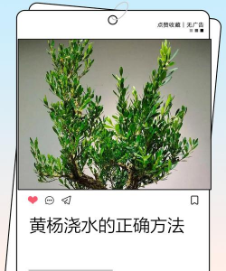 瓜子黄杨如何浇水