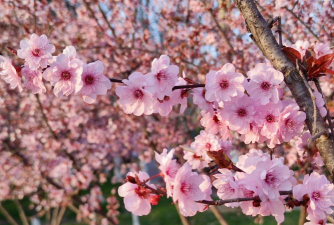 红叶李开的什么花