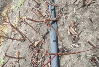 红梅干枯了怎么救