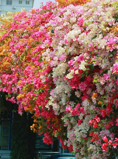 南宁市的市花是什么花