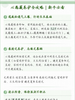 心愿蕨该怎么养