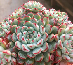 老版小红衣怎么养护