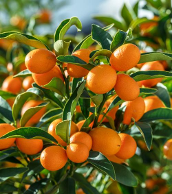 金钱橘什么时候收获