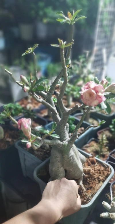 家庭养花用生根粉