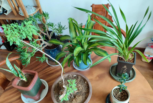 家庭养花用生根粉