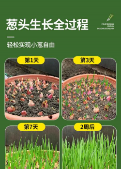 阳台小葱怎么长得快