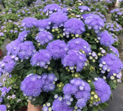 藿香蓟在家怎么养