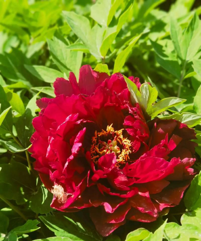 家庭养花用生根粉