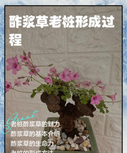 酢浆草如何养老根