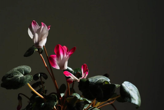 仙客来为什么要叫仙客来