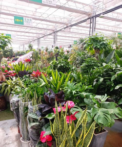 家庭养花用生根粉