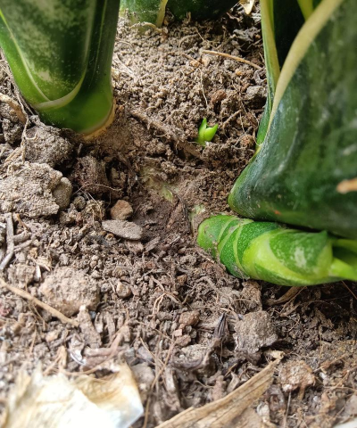 家庭养花用生根粉