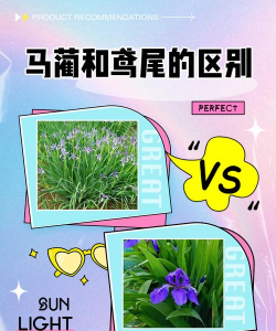 怎么区分鸢尾和马蔺