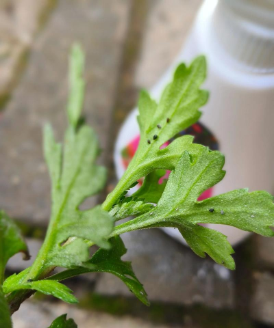 家庭养花用生根粉