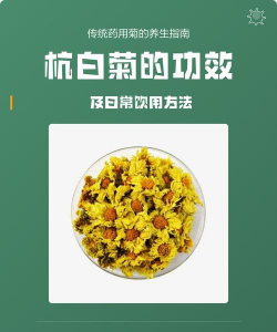 杭白菊修枝后用什么药
