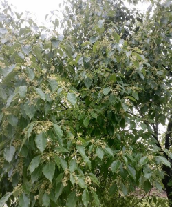 香樟树下种什么花