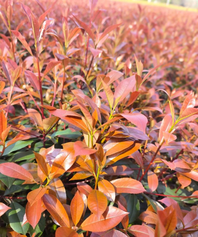 红叶石楠前景如何