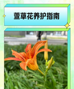 萱草花如何修剪