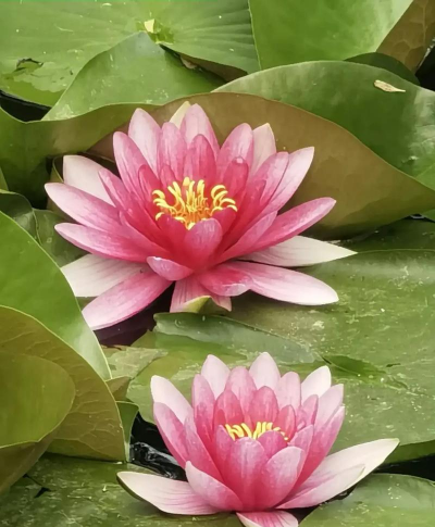 睡莲花是什么花型