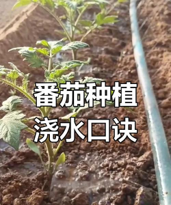 冬天西红柿树怎么浇水