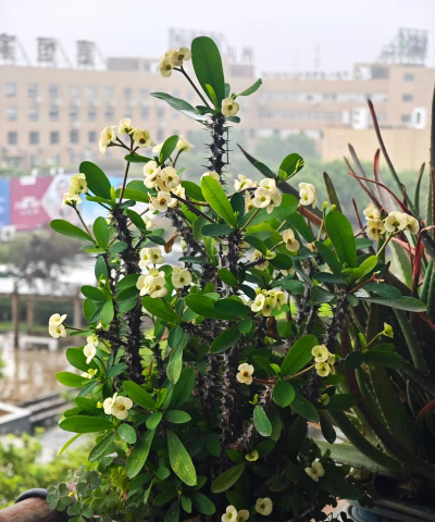 虎刺花什么季节换盆