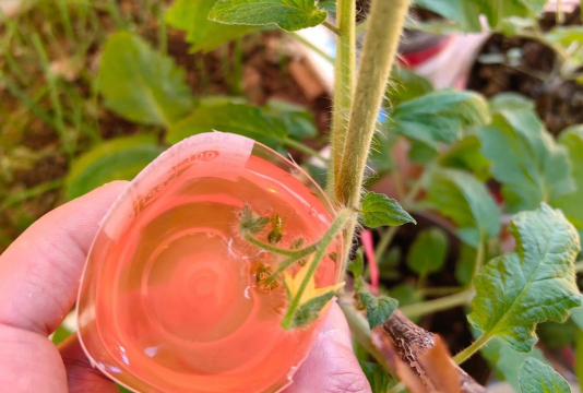 家庭养花用生根粉