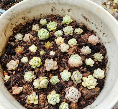 家庭养花用生根粉