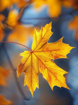 枫叶适合什么时候掉落