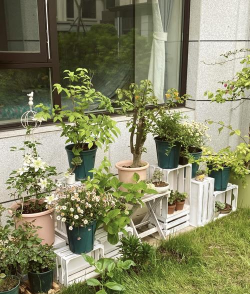 家庭养花用生根粉