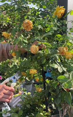 家庭养花用生根粉