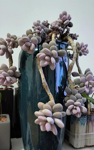 桃蛋怎么养成悬崖