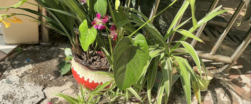 家庭养花用生根粉