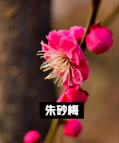 朱砂梅没花怎么分辨