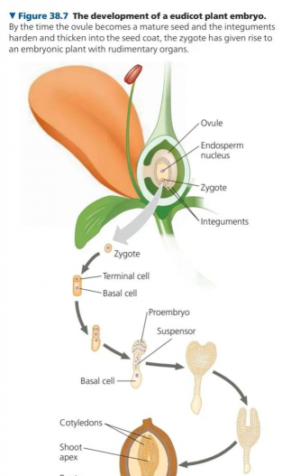 植物雌性系怎么繁殖