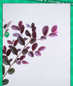 红花继木怎么止血