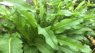 牛黄叶是什么东西