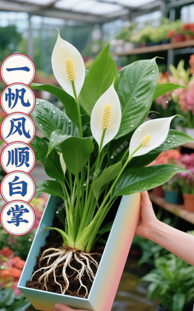 家庭养花用生根粉