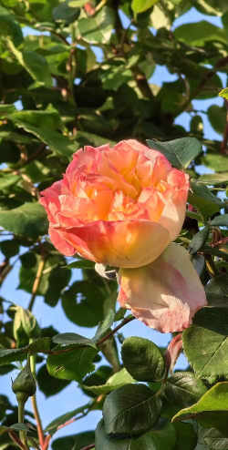 邯郸的市花是什么花