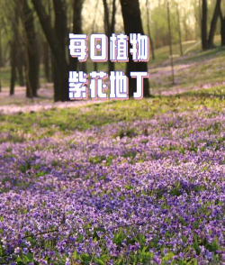 紫花地丁是什么花