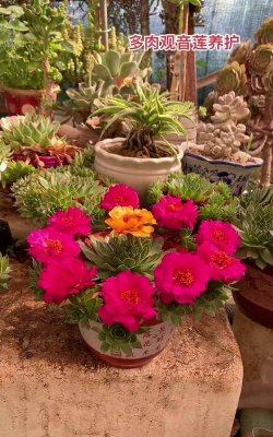 家庭养花用生根粉