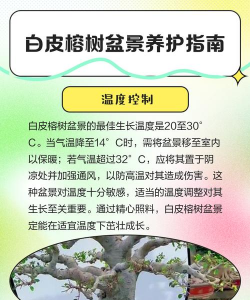 白皮榕树如何养