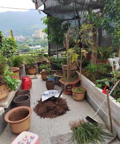 家庭养花用生根粉