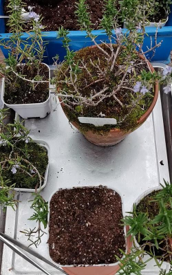 家庭养花用生根粉