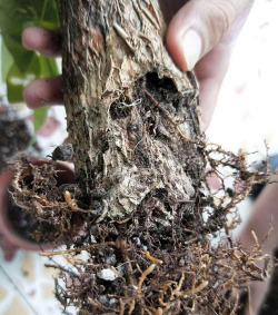 家庭养花用生根粉