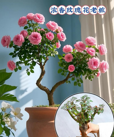 家庭养花用生根粉