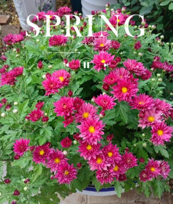 夏菊什么温度停止生长