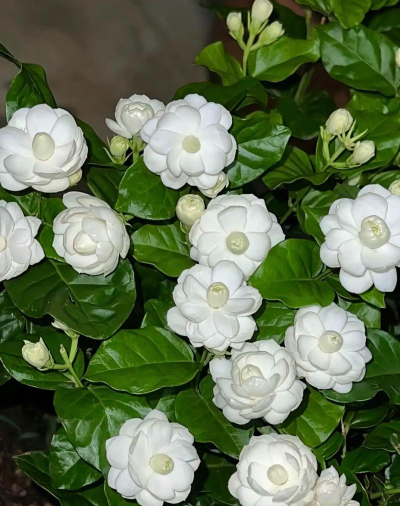 尖叶花是什么花